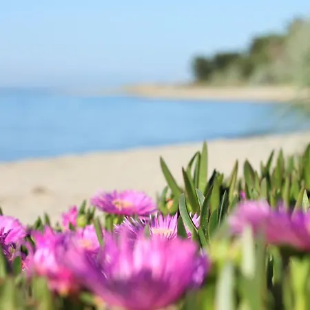 Olive Dream Thassos Luxury